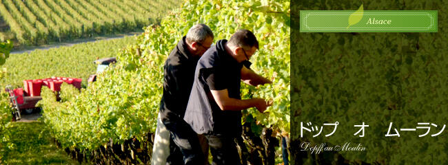 ドップ オ ムーラン